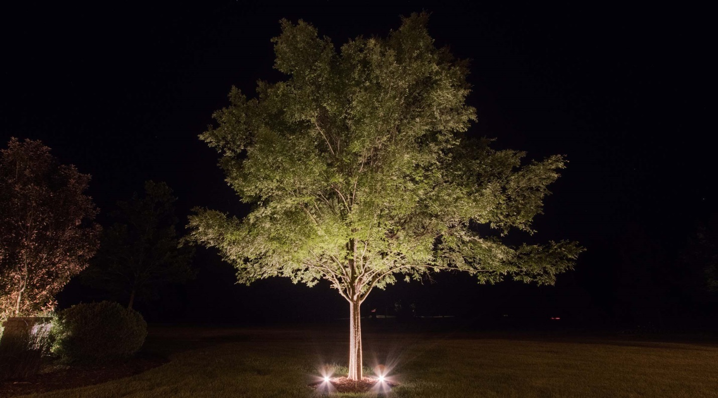 Westhaven Tree lighting