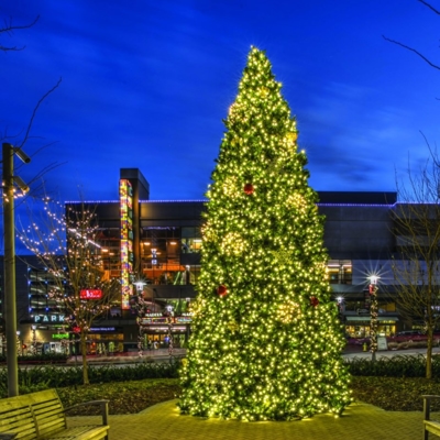 Tree lights Photo
