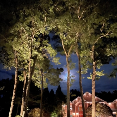 Front Yard Tree Lighting Photo