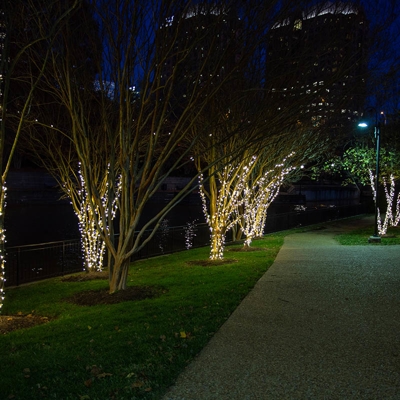 Brown Island trees Photo