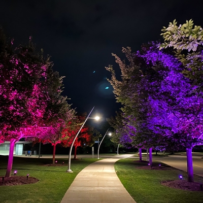 <p>Commercial color-changing lighting for trees</p> Photo