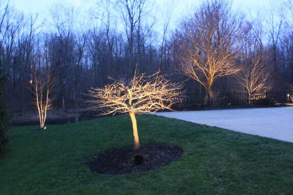 Tree lighting 