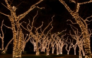 Design plan for lighting on trees in Chicago