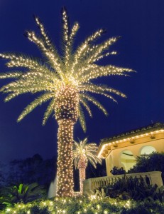 lit palm tree 