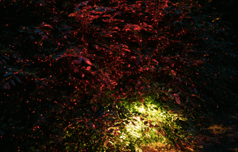 Red holiday lights