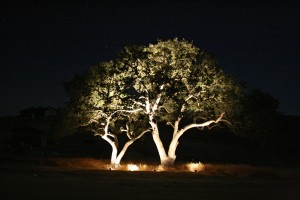 focal lighting on tree 