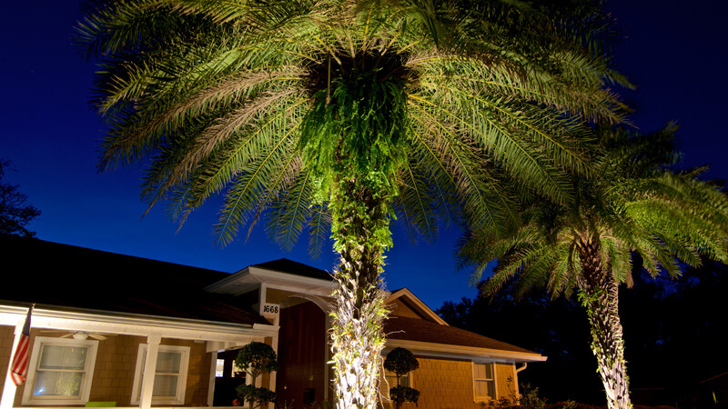 Palm trees lit up