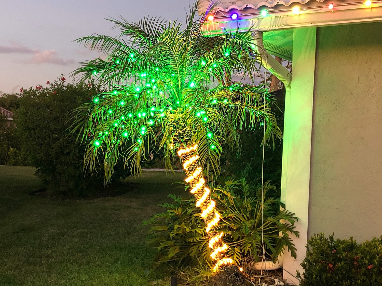 palm tree decorated with Christmas lights