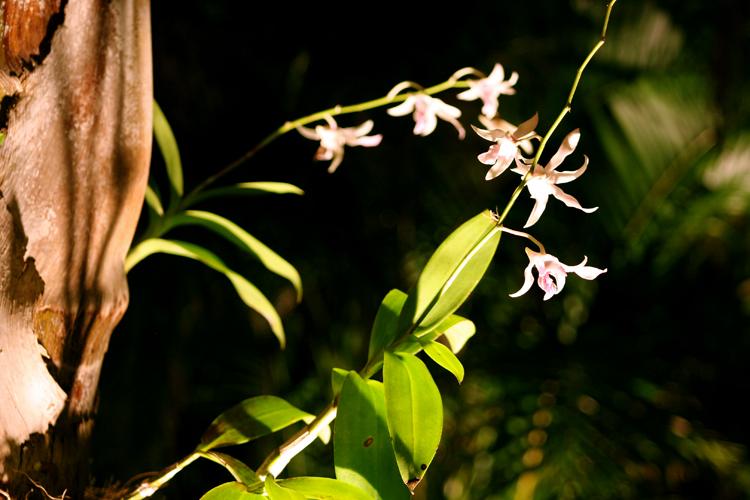 Flower with lighting