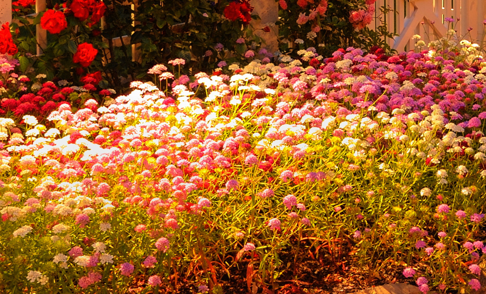 Flowerbed with lighting
