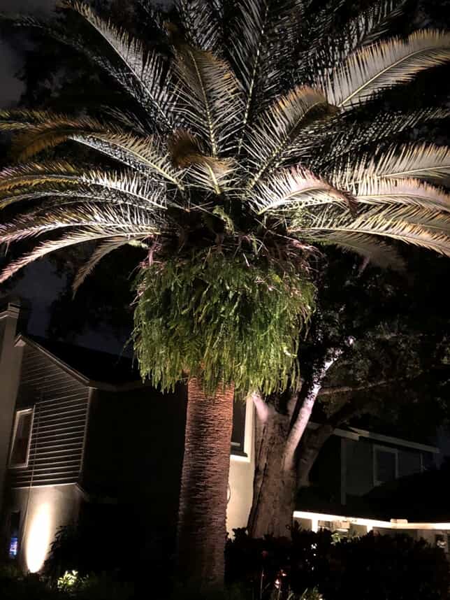 palm tree in front yard of home that is illuminated with lighting