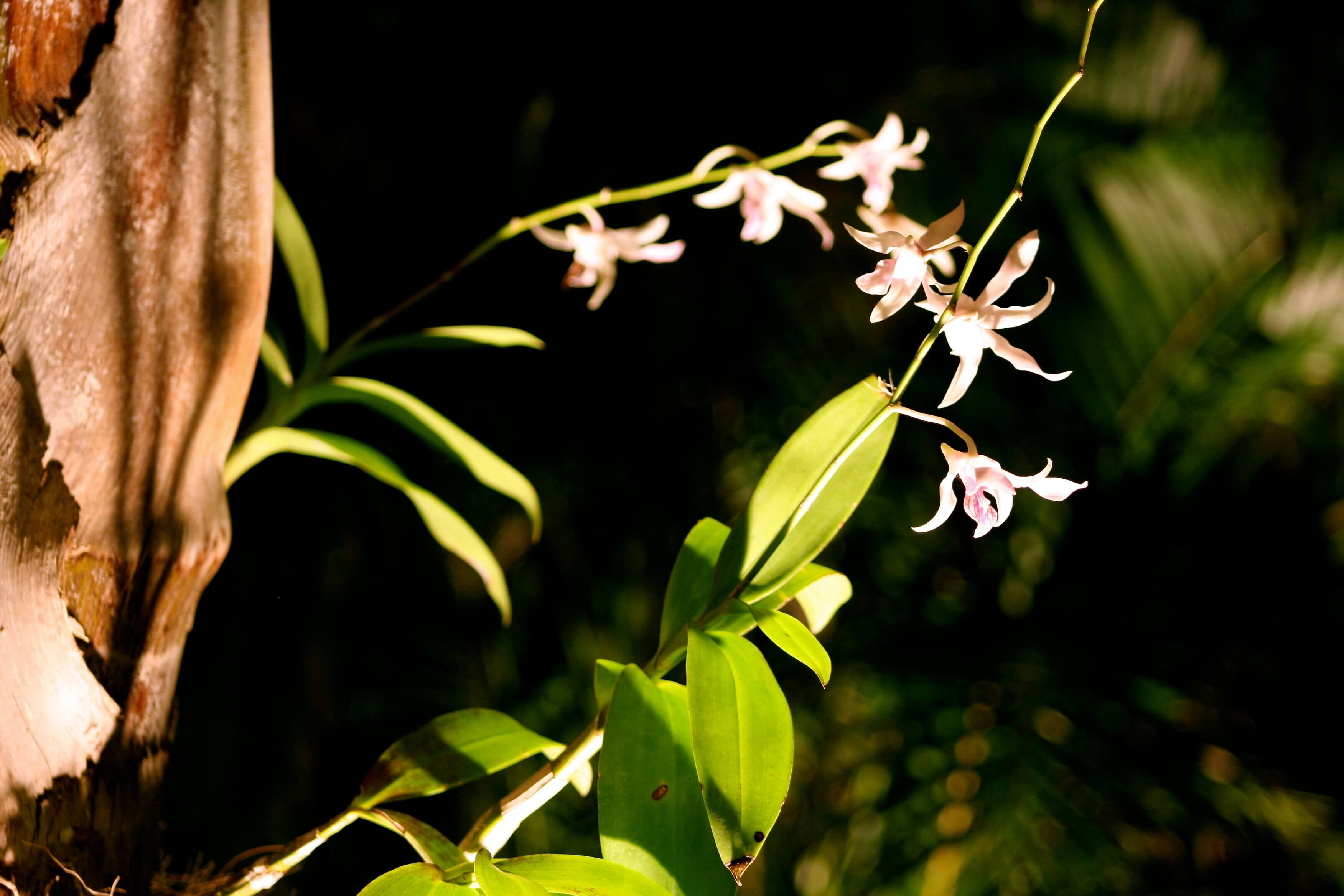 Flowers with lighting