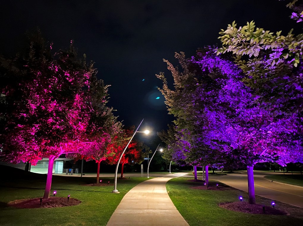 colorfully lit trees
