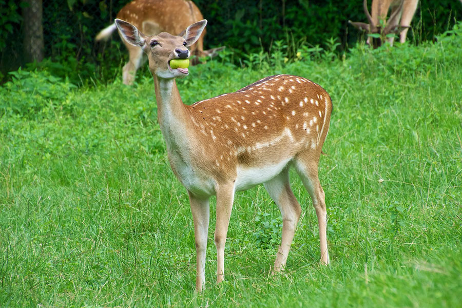 Deter deer