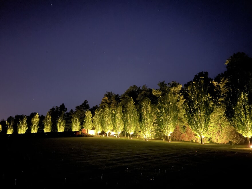 landscape lighting between trees
