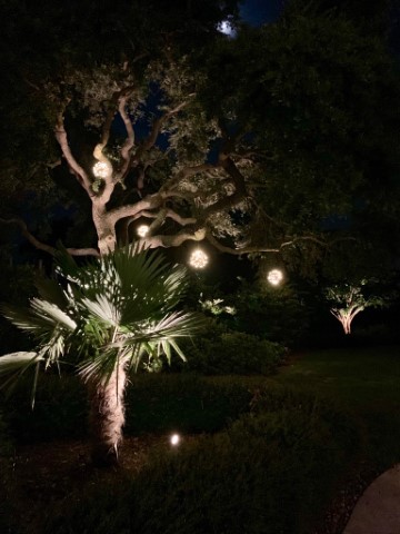 bulb lighting hanging from trees at night time