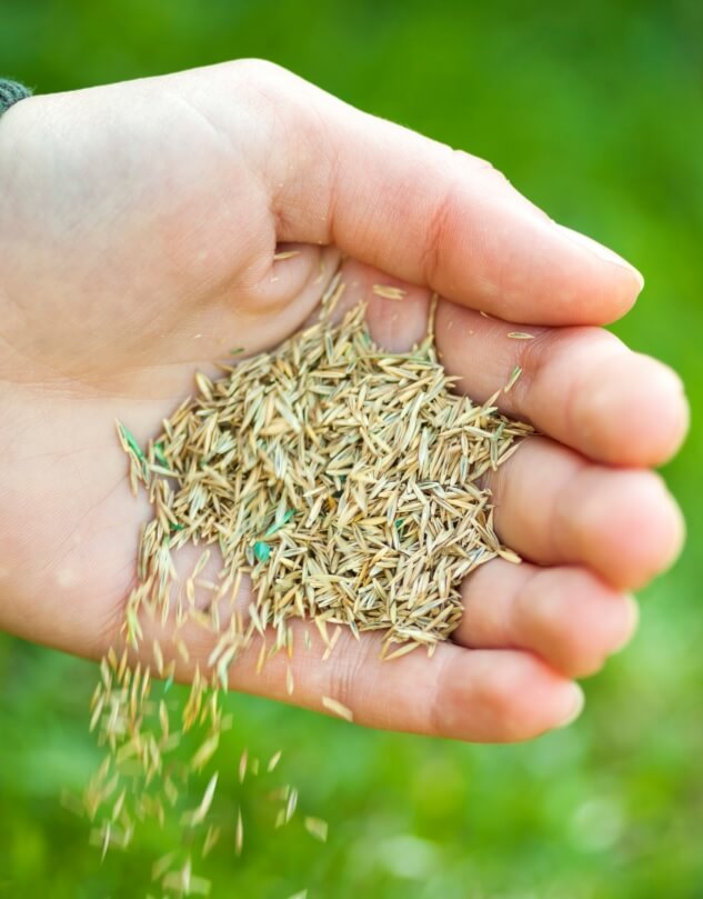 Hand holding grass seeds