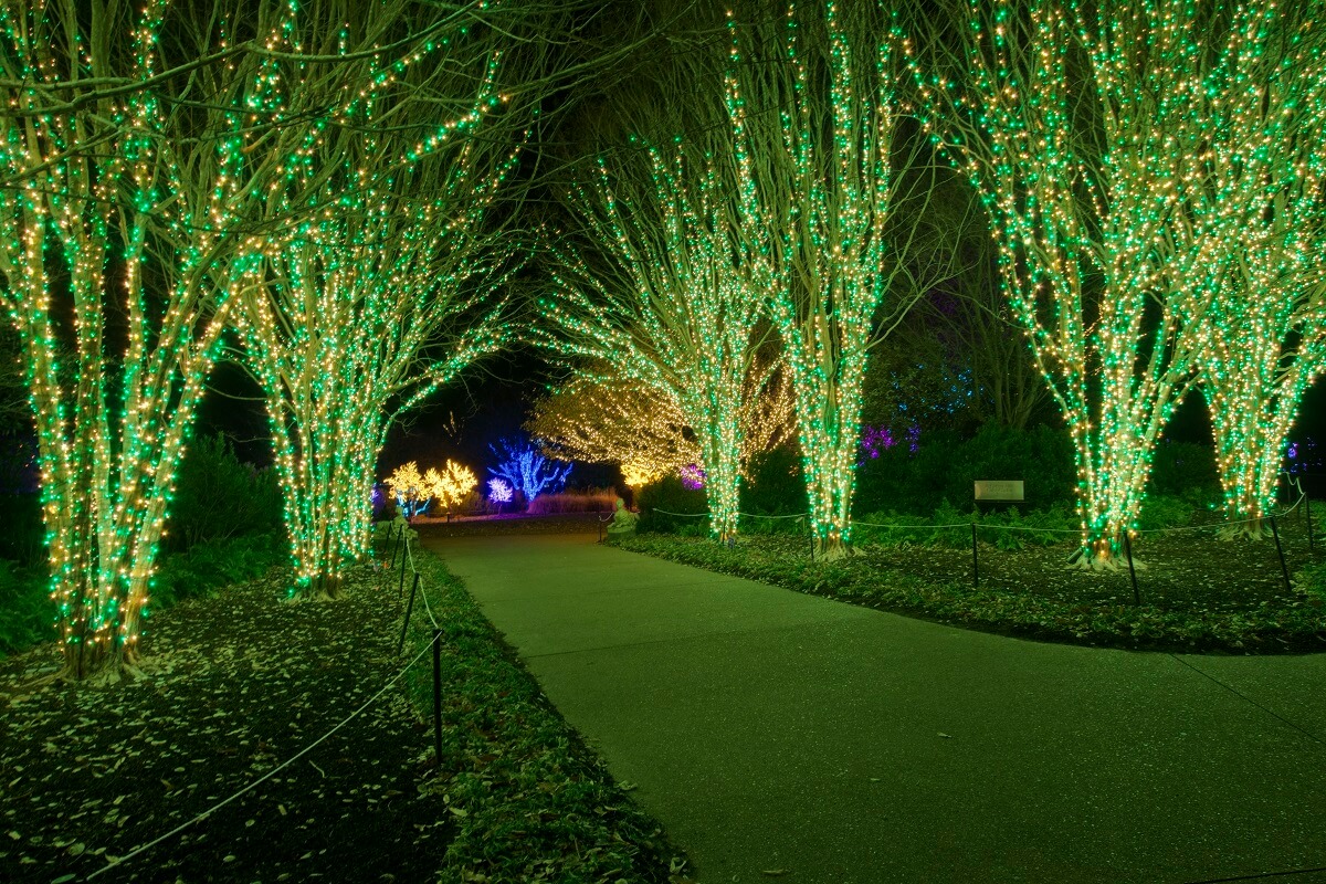 Trees with Christmas Lights