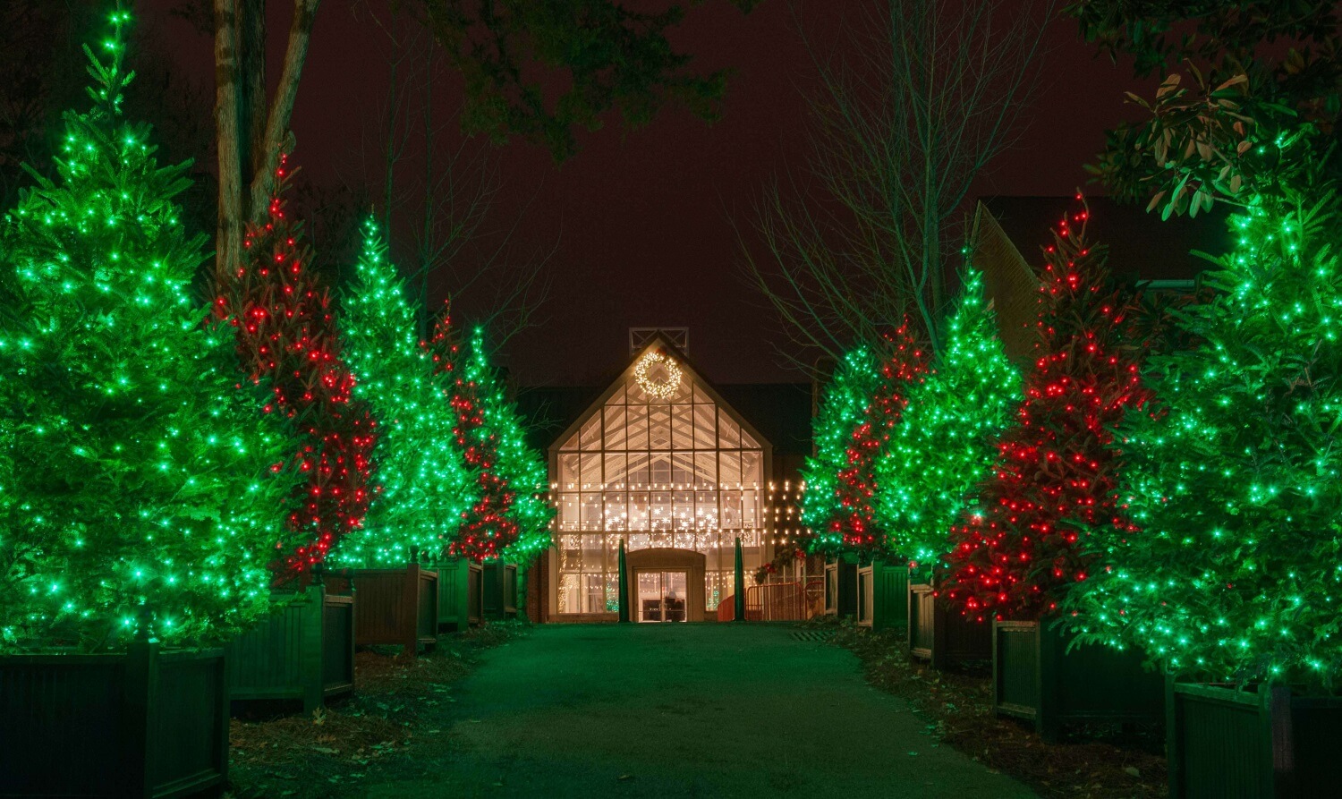 Trees with Christmas Lights