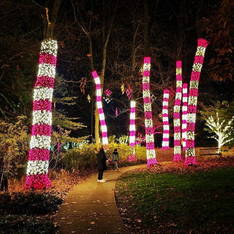 Holiday Tree Lighting