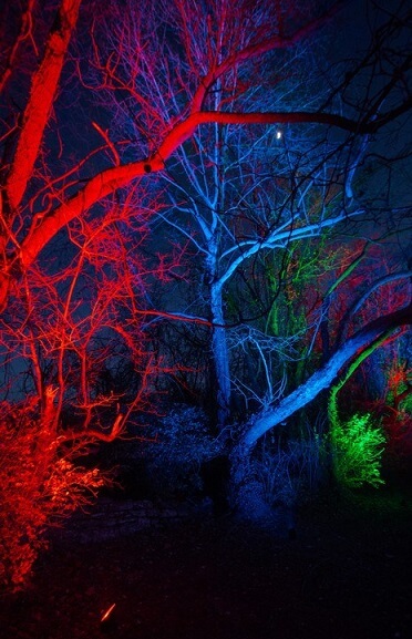 multi-colored tree uplighting