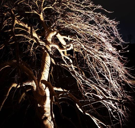 New outdoor lighting in Nashville for the new year.