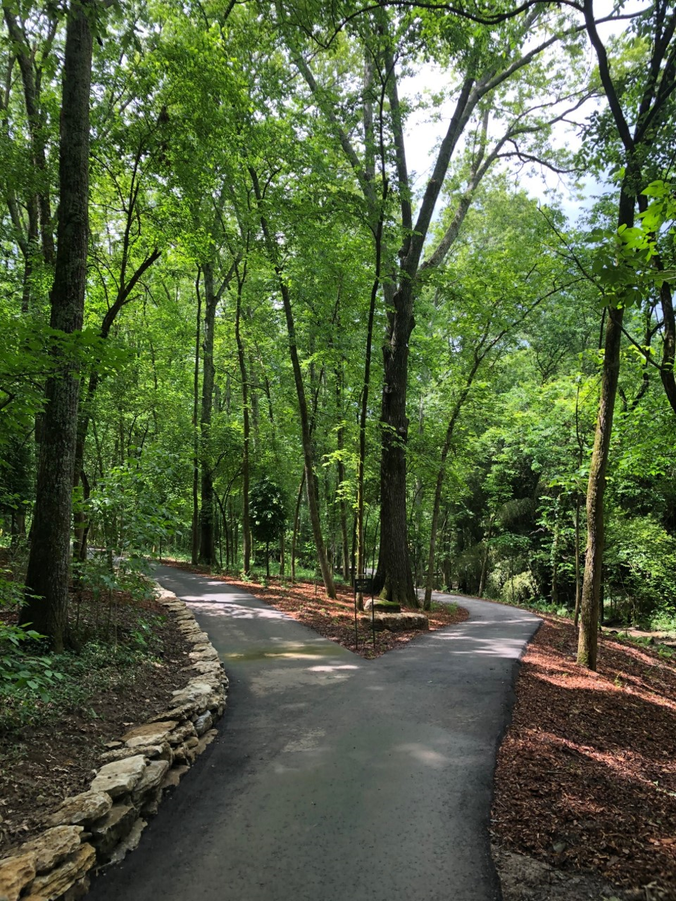 trail in the forest