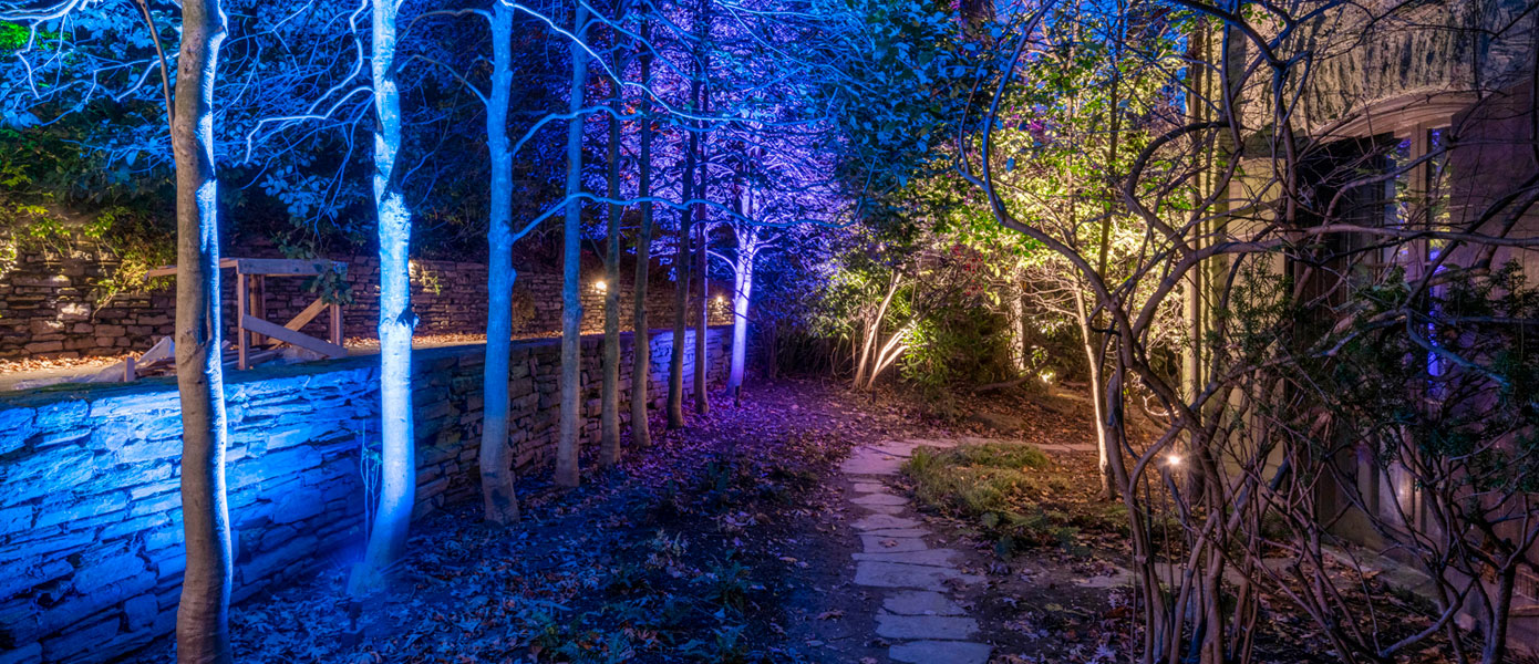 A picture containing tree, outdoor, majorelle blue, plantDescription automatically generated