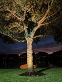 tree with lighting 