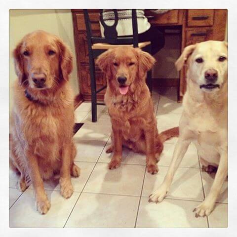 Three Dogs
