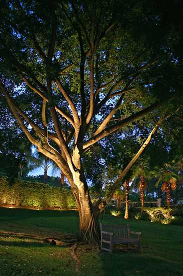 Tree with focus lighting