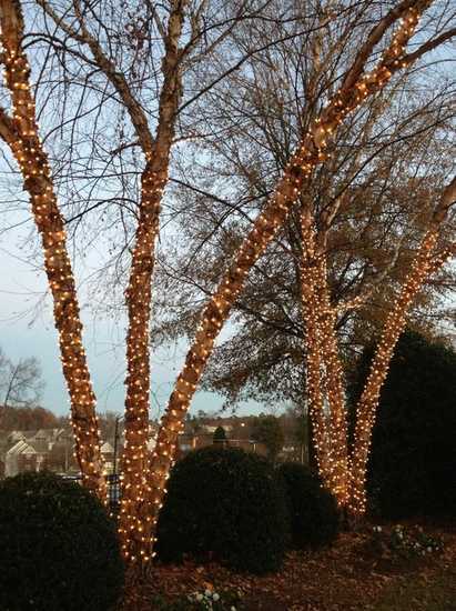 Garden tree with lights
