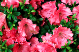 Pink Flowers