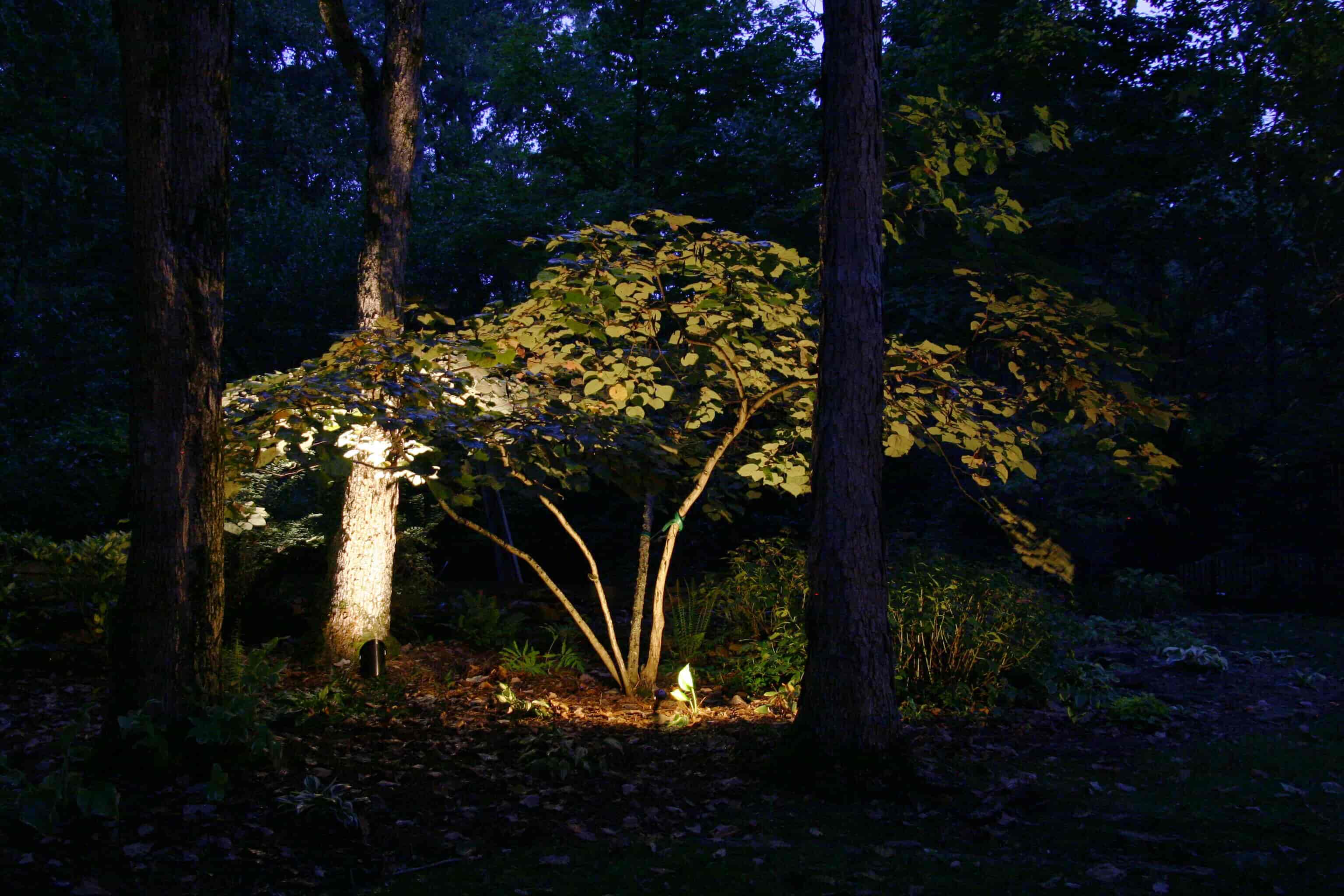 Tree lit up by ground lights