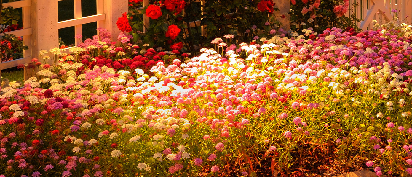 landscape lighting for flowering plants