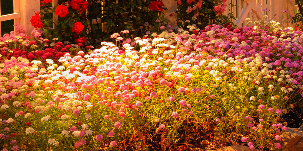Flower garden with landscape lighting