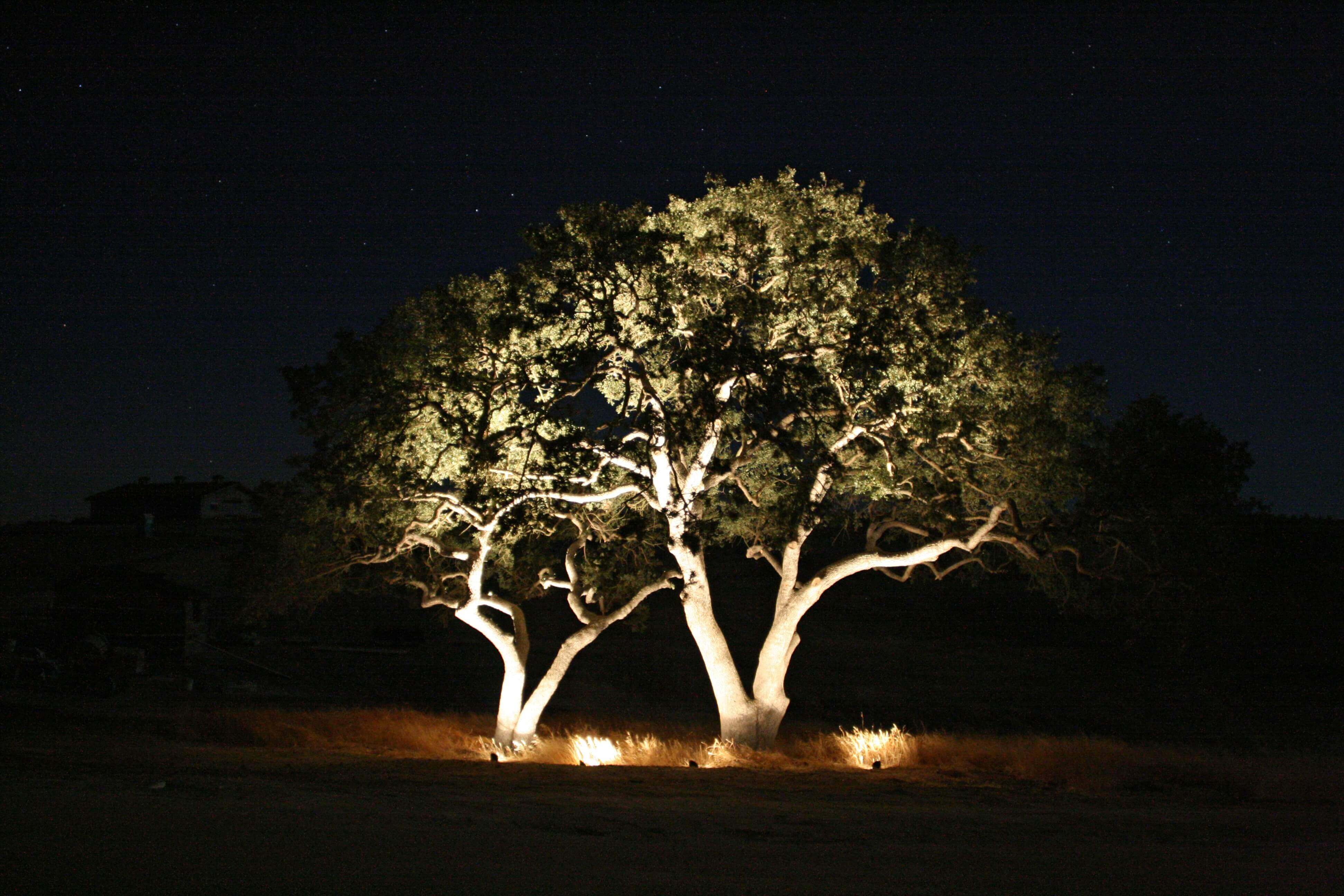 Trees with uplighting