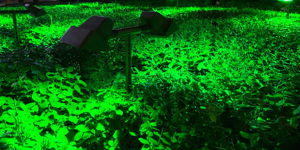 Does green light attract bugs?
