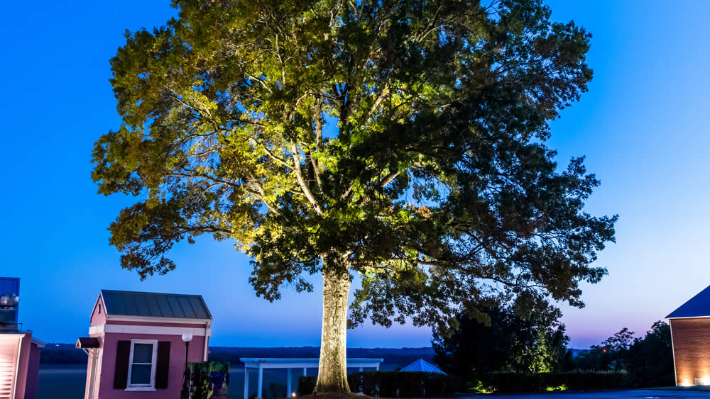 types of commercial lighting: tree uplighting