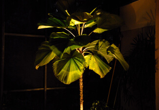 Tree Uplighting