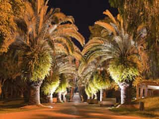 A road lined with palm trees and great outdoor lighting