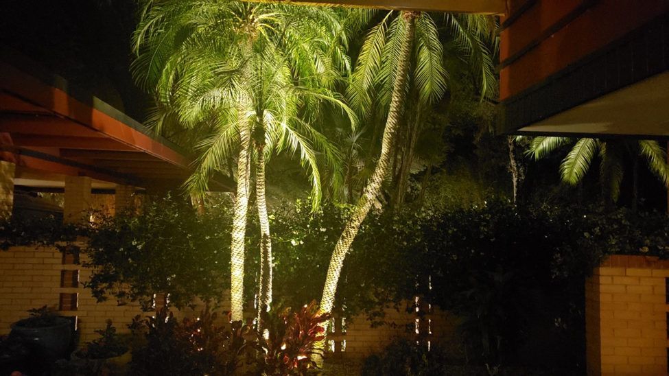 backyard palm tree lighting 