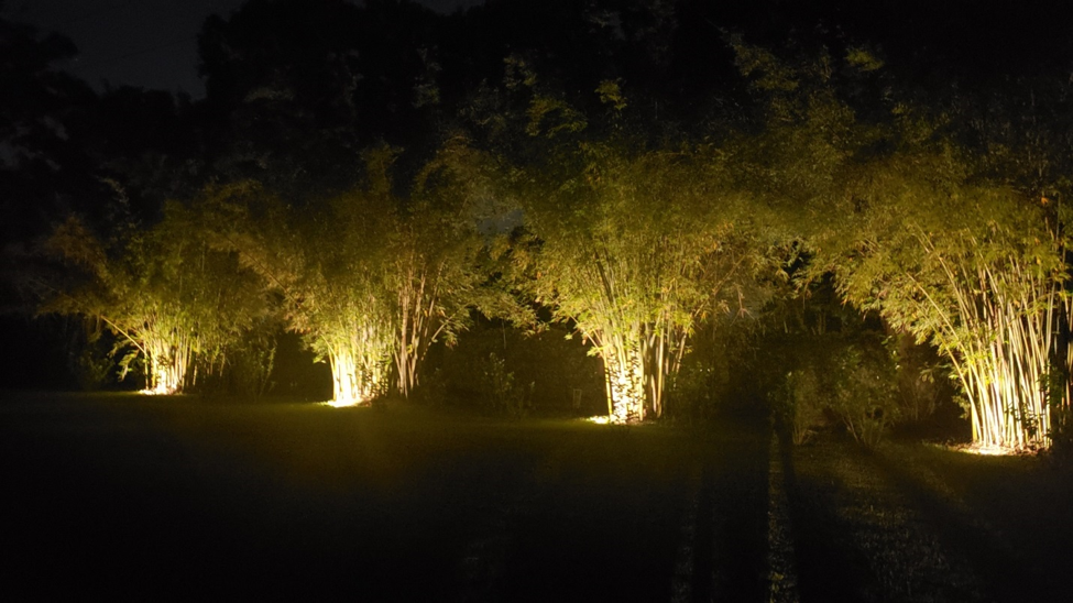 row of trees lit by OLP