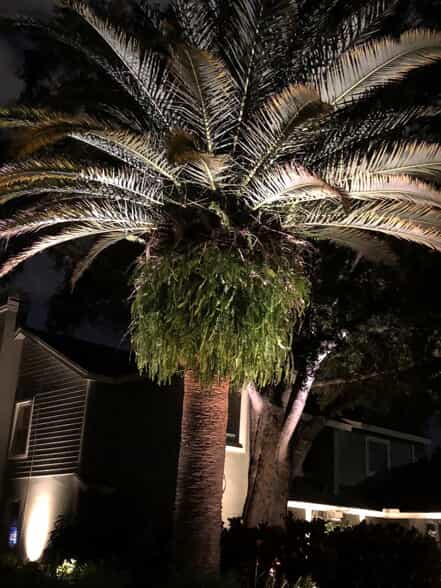 Palm tree with lighting