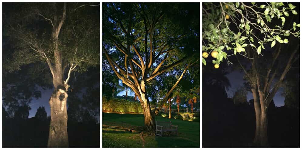 Side by side images of three trees with special lighting