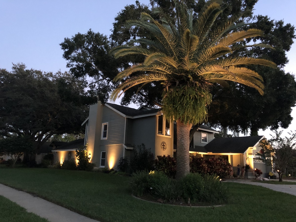 uplighting large trees in Clearwater, Tampa and St. Petersburg