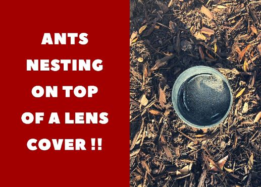 Ants nesting in light