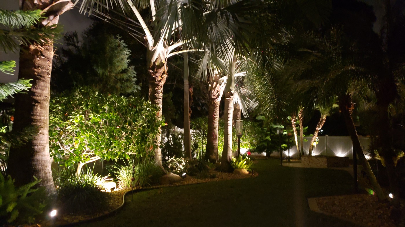 palm tree and landscape lights