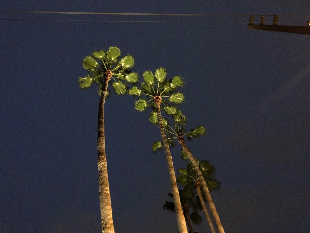 Palm Tree Lighting