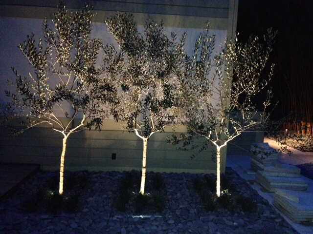Tree Lighting